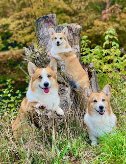 Three corgi dogs sitting on a weathered tree stump in a garden with green plants and fall colors