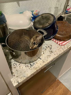 Cat in Cooking Pot