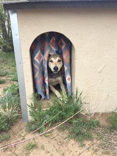 Tan and black dog looking out from a dog house with a patterned blanket curtain