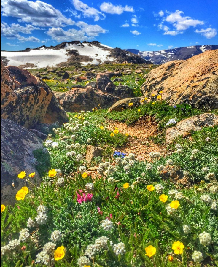 Montana Mountain Wild Flowers