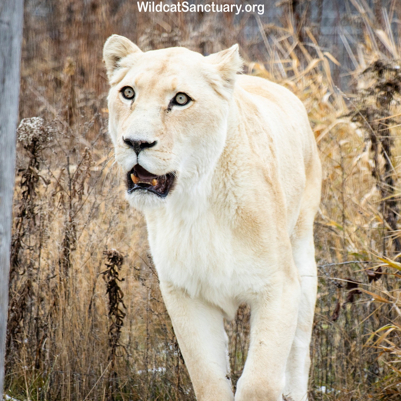 Pale lioness walking through dry grass and looking toward the camera