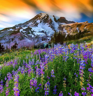 Purple wildflowers in alpine meadow below snow-covered mountain peak at sunset with orange sky