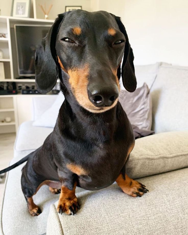 Chubby Dachshund on Sofa