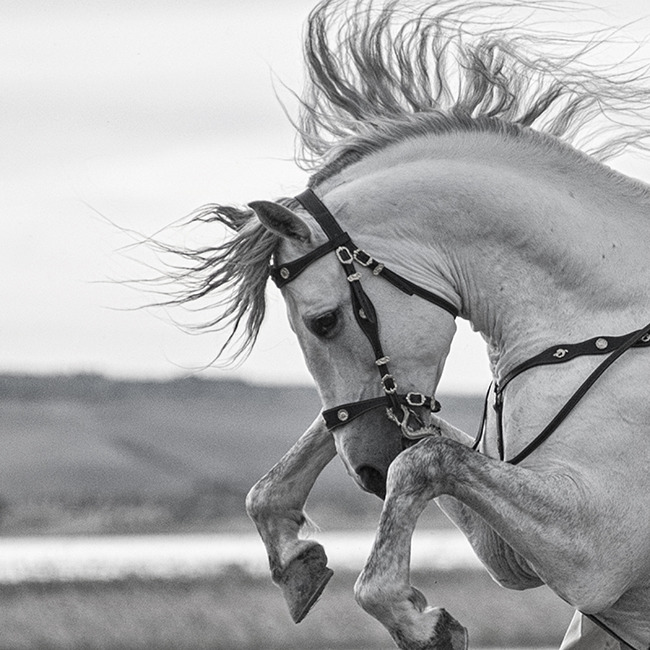 Black-and-white photo of a gray horse rearing with a flowing mane and bridle