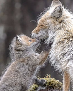 Adult fox tenderly nuzzling with young fox kit, soft fur detail visible