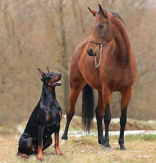 Chestnut horse standing next to seated black Doberman dog outdoors