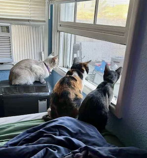 Three cats of different colors sitting together looking out a window