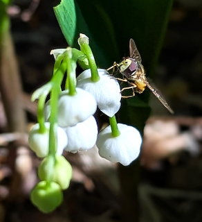 Hoverfly on white lily of the valley flowers in close-up