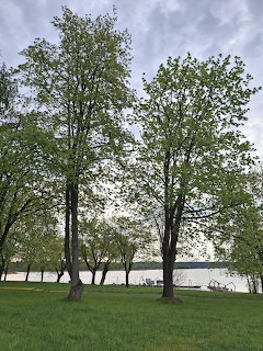 Trees by the Lake