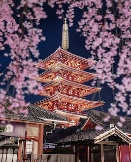 Illuminated five-story Japanese pagoda at night surrounded by pink cherry blossoms