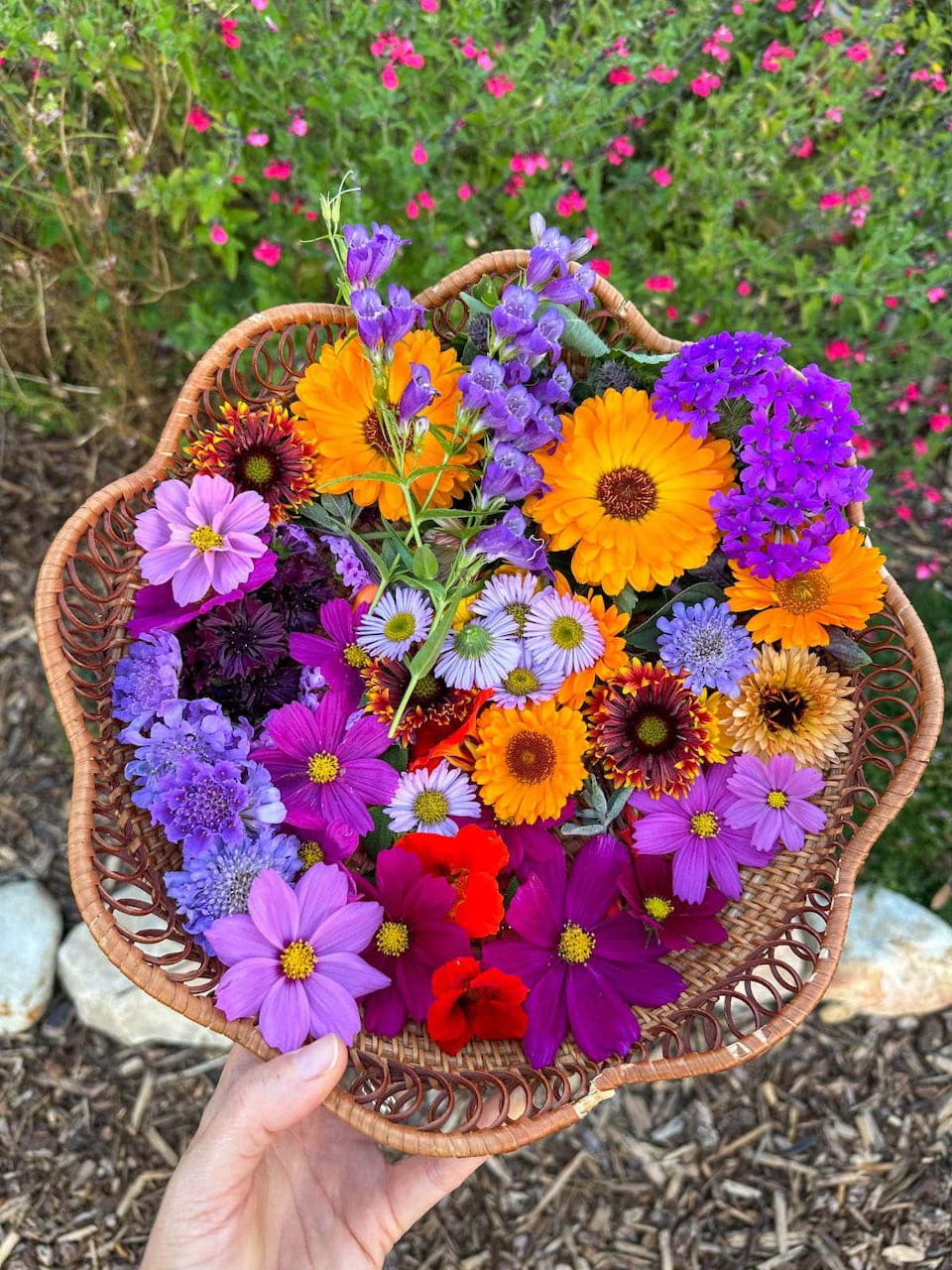 Hand holding wicker basket full of purple, orange, and pink flowers over garden soil