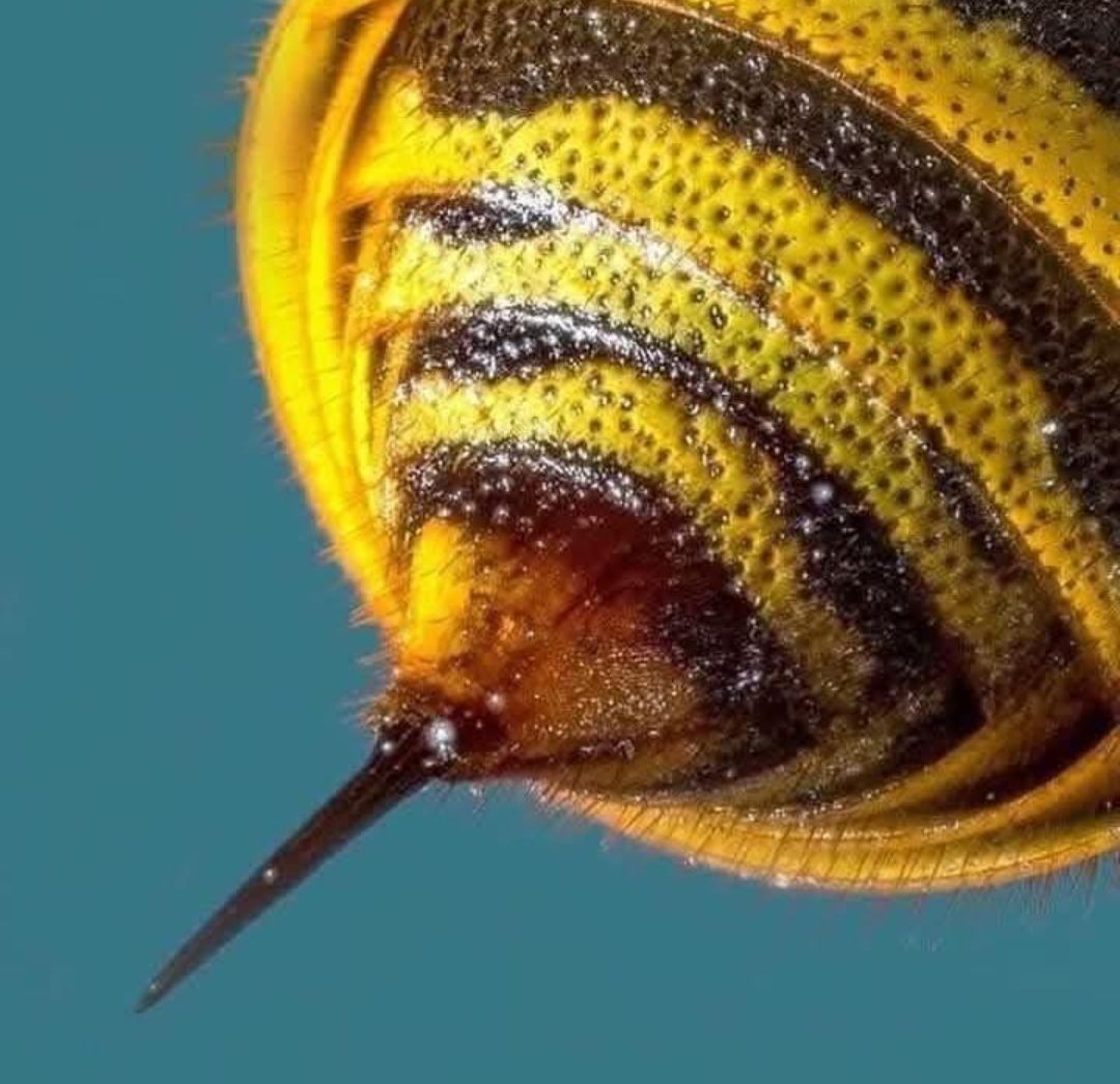 Macro photo of a bee's stinger and striped yellow-black abdomen against a teal background