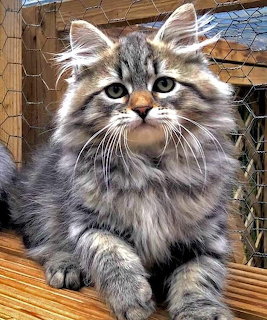 Fluffy gray long-haired kitten sitting on a wooden surface
