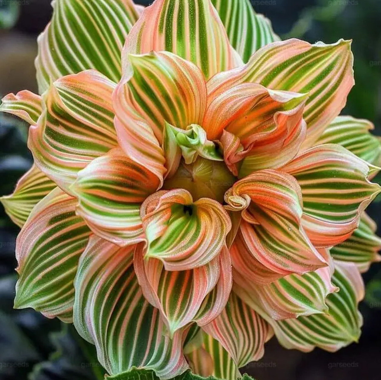 Colorful dahlia flower with orange, pink, green and white striped petals in close-up view