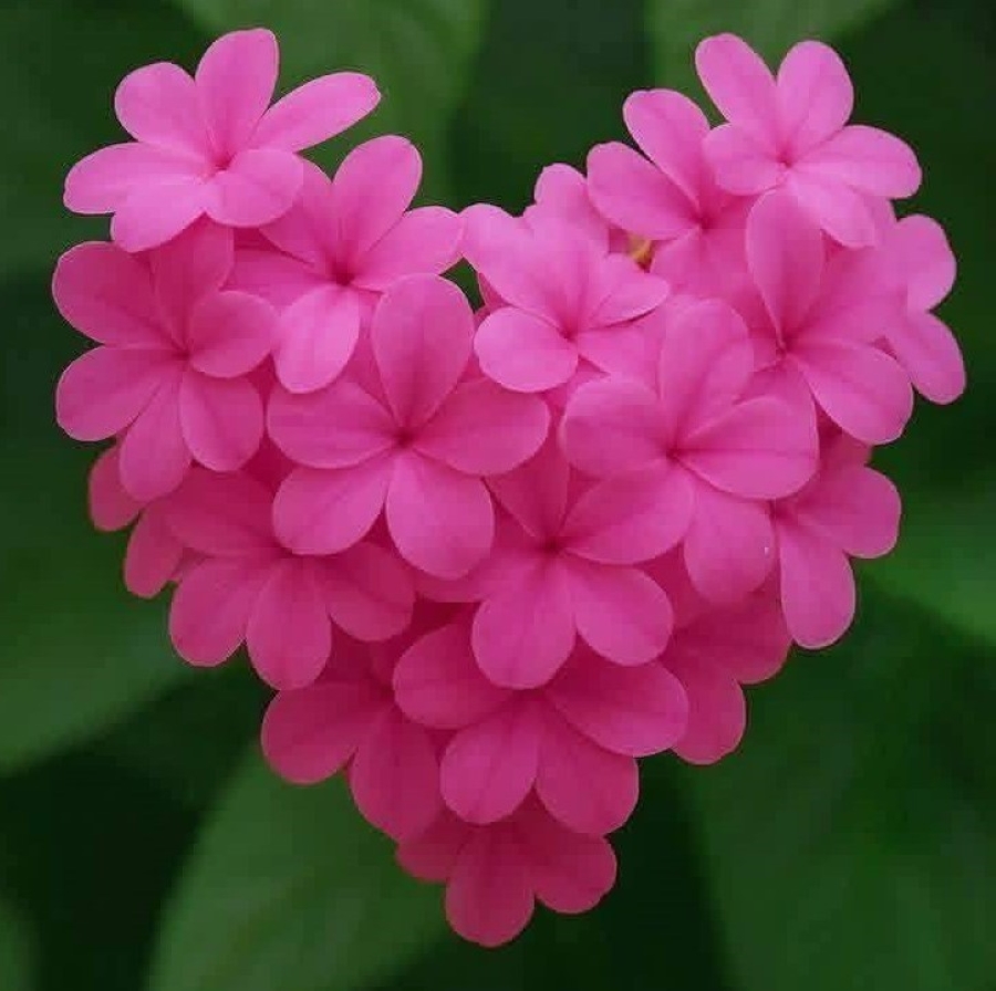 Heart-shaped cluster of bright pink flowers on a green leafy background