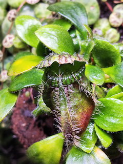 Close-up of a nepenthes carnivorous pitcher plant with hairy stem among green leaves