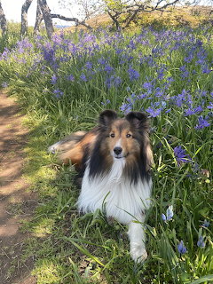 Shetland Sheepdog lying in a field of purple bluebells next to a dirt path