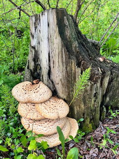 Dryad's Saddle Mushroom
