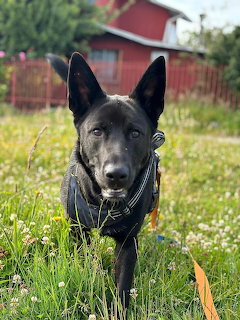 Black dog with pointed ears standing in grass with white flowers and a red barn behind