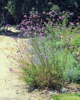 Verbena Bonariensis Plant