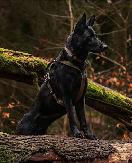 Black German Shepherd dog with harness sitting on mossy log in forest