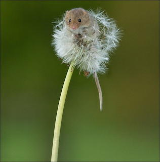 Small harvest mouse perched on a fluffy dandelion seed head with a green blurred background