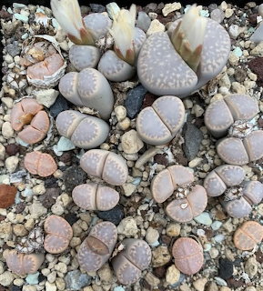 Top-down view of Lithops amicorum living stones succulents in sandy gravel soil
