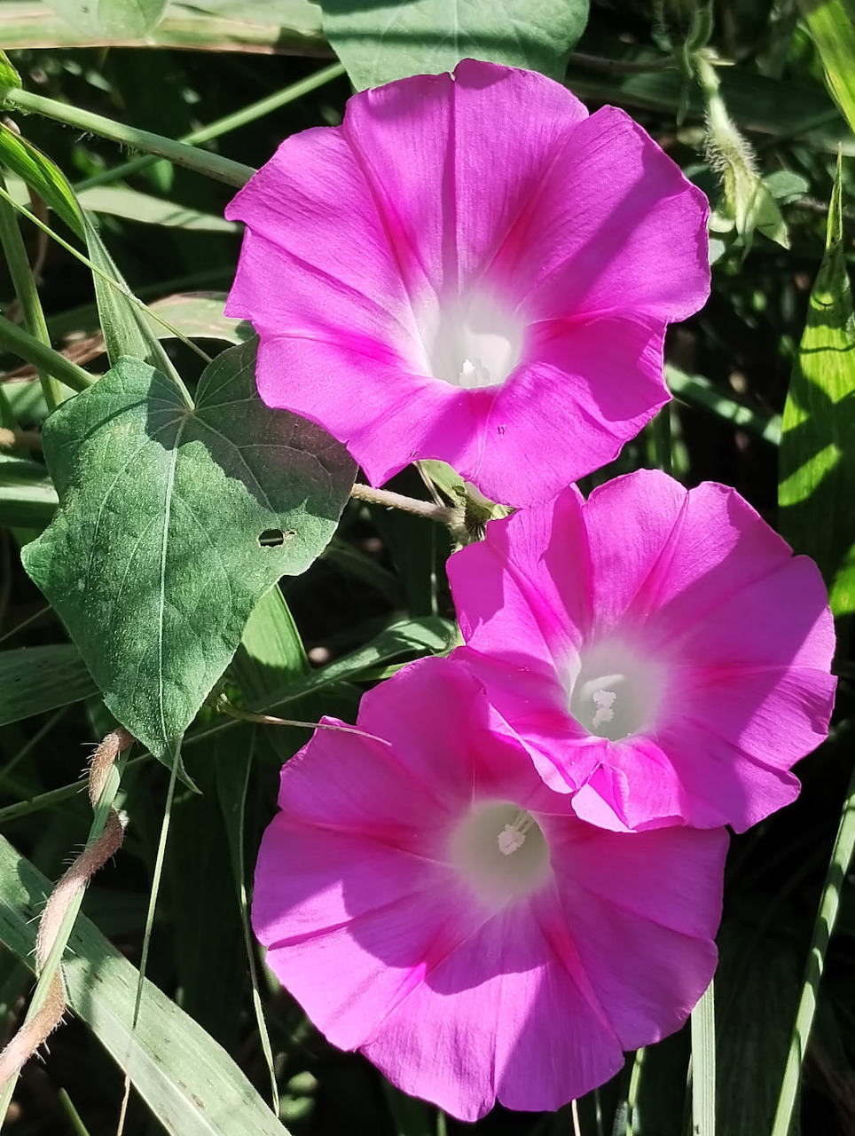 Two pink morning glory flowers with white centers bloming among green leaves in a garden
