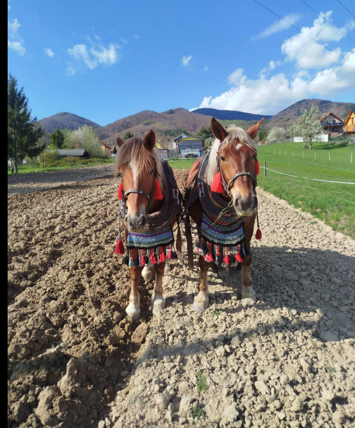 Two brown draft horses in decorated harnesses on a plowed field with mountains behind