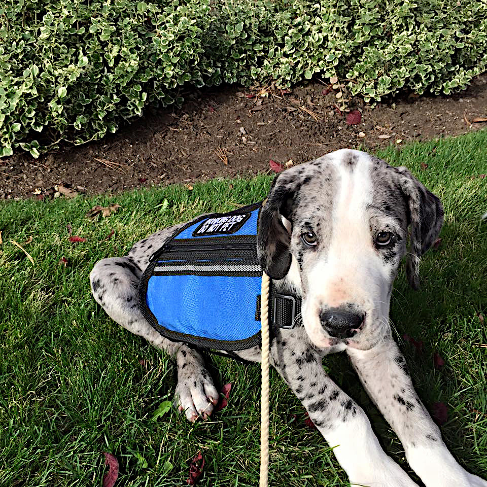 Great Dane Puppy