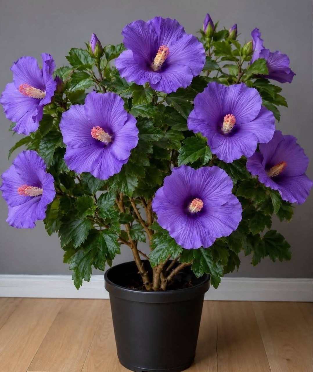 Purple hibiscus flowers with yellow centers in black pot on wooden floor