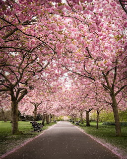 Pink cherry blossom trees lining a pathway in Greenwich Park with petals on the ground