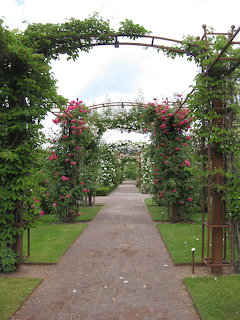 Garden path under metal arches covered with climbing pink roses, green lawns on either side