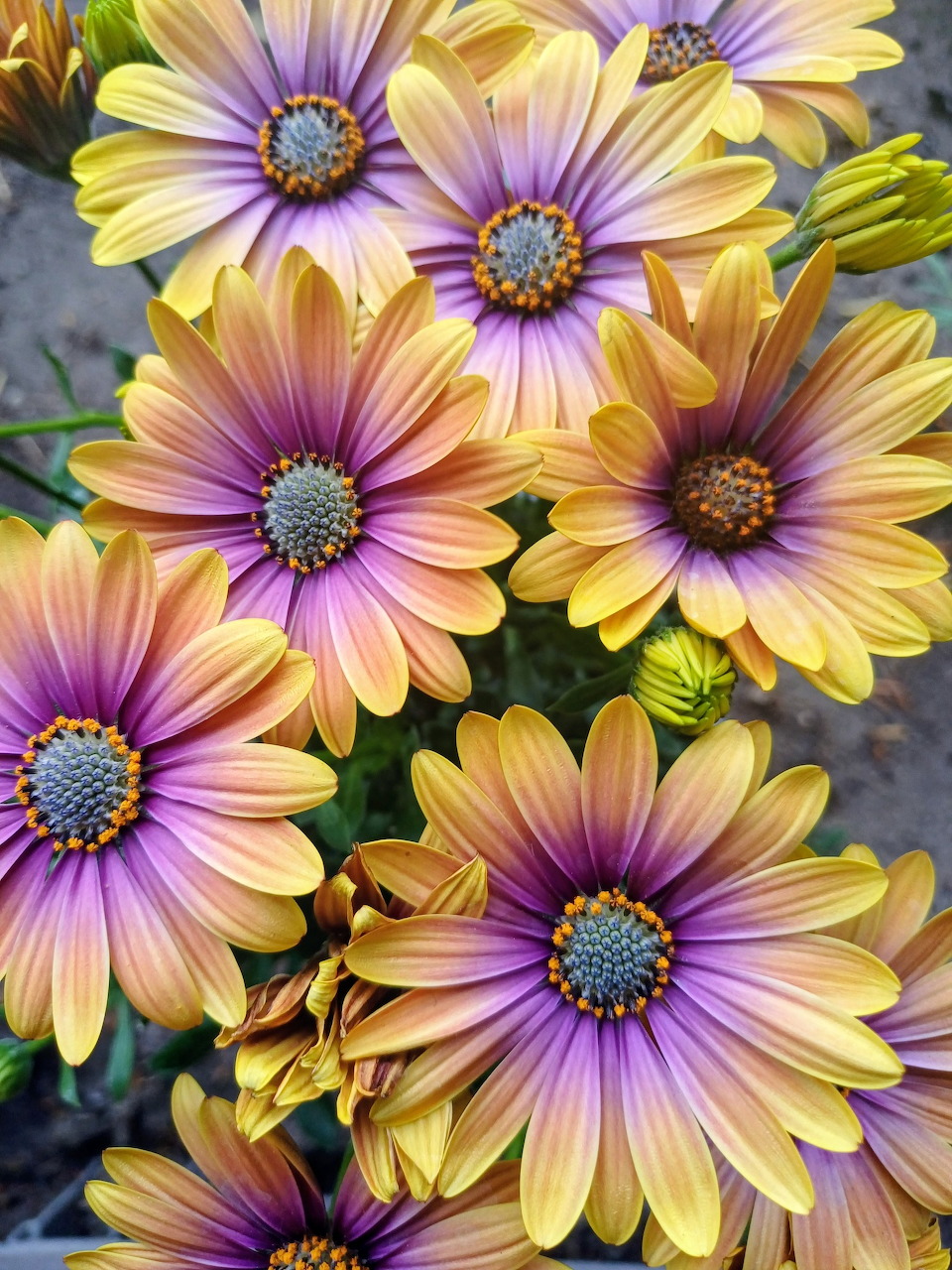 Cluster of yellow and purple daisy-like flowers with blue-gray centers viewed from above