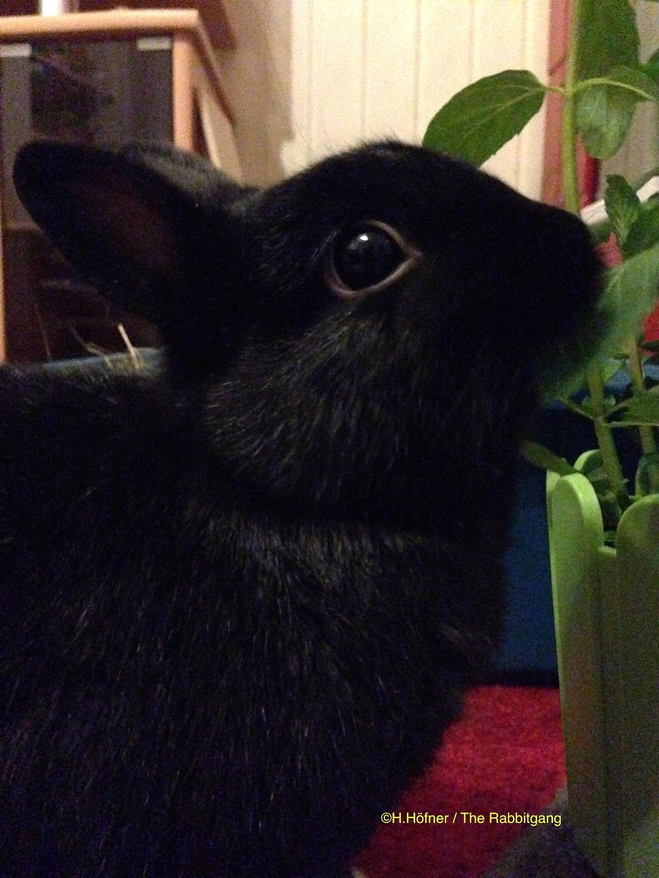 Angel Bunny Yuna