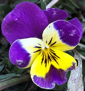 Purple and yellow pansy flower with water droplets on petals