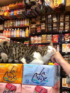 Tabby cat lounging on stacked LaCroix boxes in a convenience store with shelves of products in background