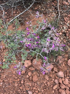 Purple wildflowers bloming on a small bush surrounded by red rocks and sandy desert soil