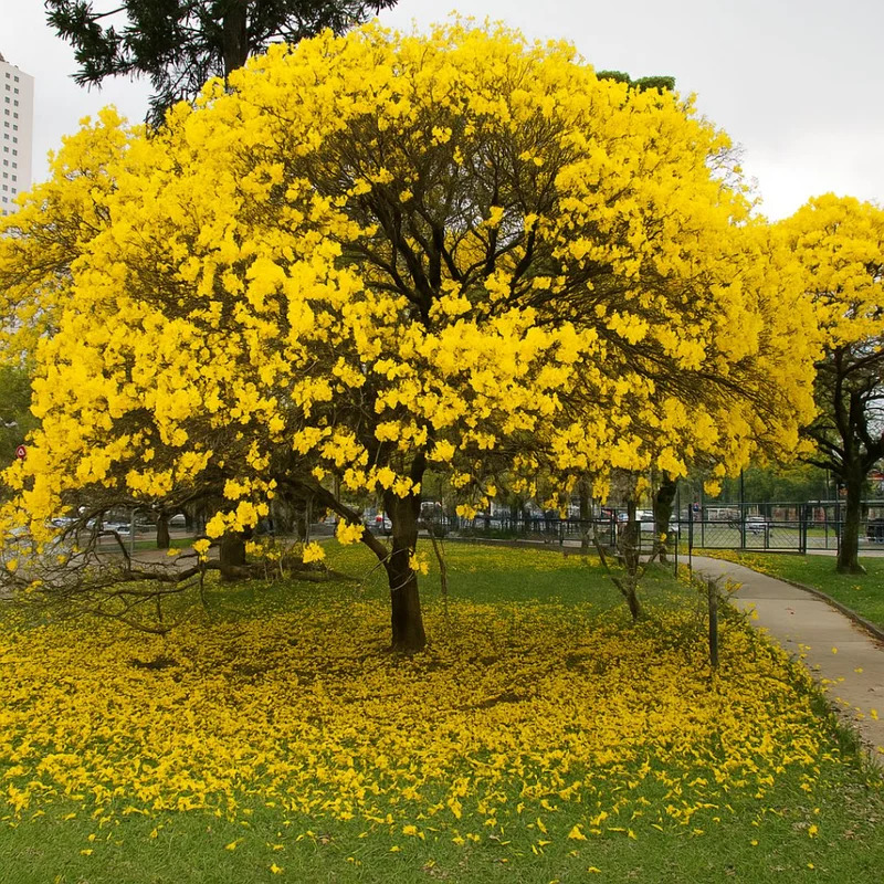 Large yellow ipê tree in full bloom with fallen petals covering green grass in a park