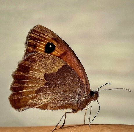 Brown Butterfly Close-Up