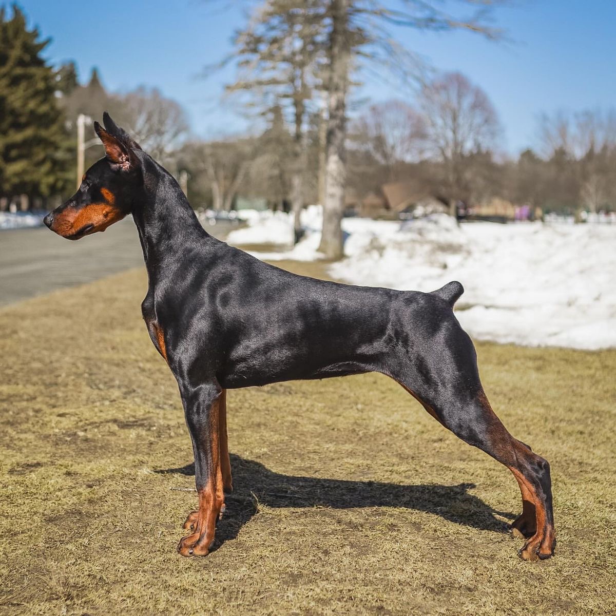 Black and tan Doberman Pinscher dog standing in profile on grass with snowy background