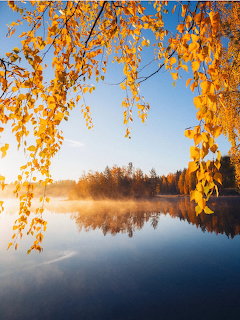 Golden autumn leaves hanging above a calm misty lake at sunrise