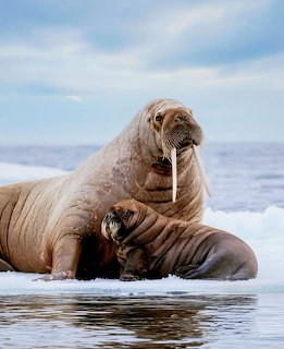 Walrus Mother and Calf on Ice