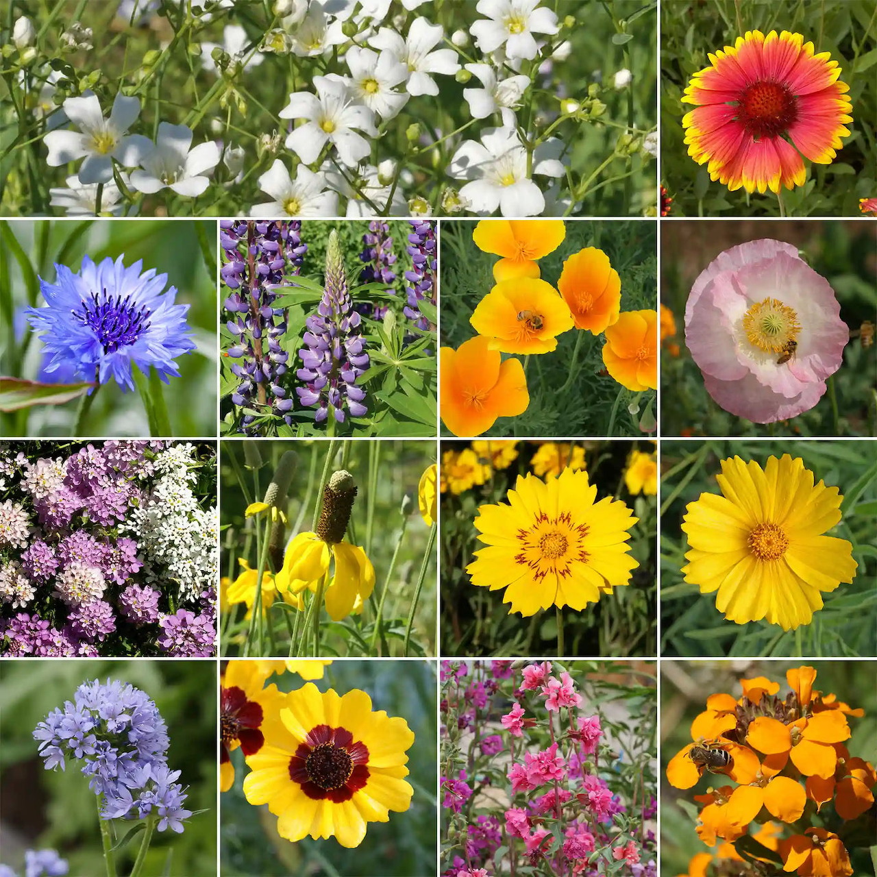 Colorado wildflowers