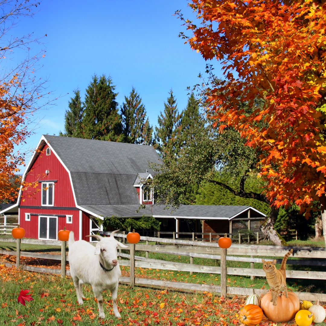 White goat by red barn with orange fall trees and pumpkins