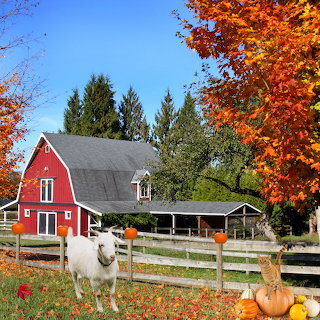 Red Barn Farm Autumn Foliage