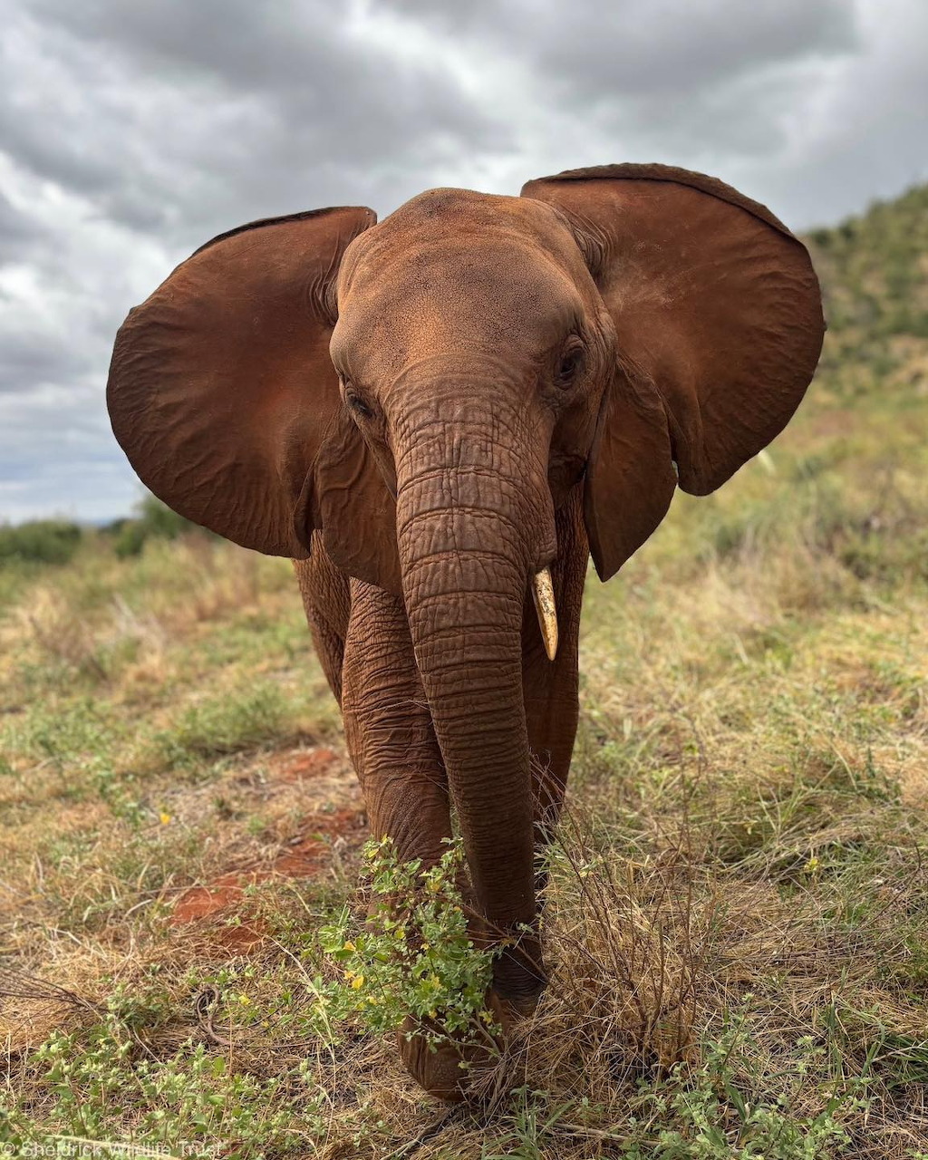 Baraka Elephant