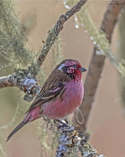 White-browed rosefinch bird with pink breast and brown wings perched on lichen-covered branch