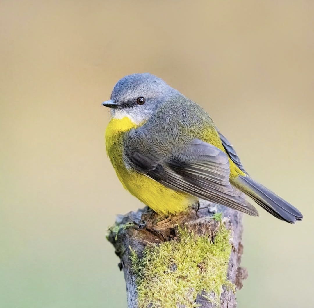 Eastern Yellow Robin with grey plumage and yellow breast perched on a lichen-covered branch