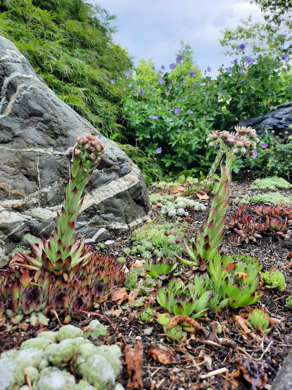 Succulent plants with flowering stalks in a rock garden next to a large grey boulder